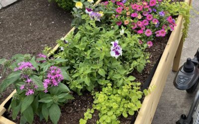 Outdoor Gardening